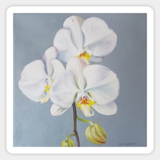 Phaelenopsis - moth orchid on blue Sticker